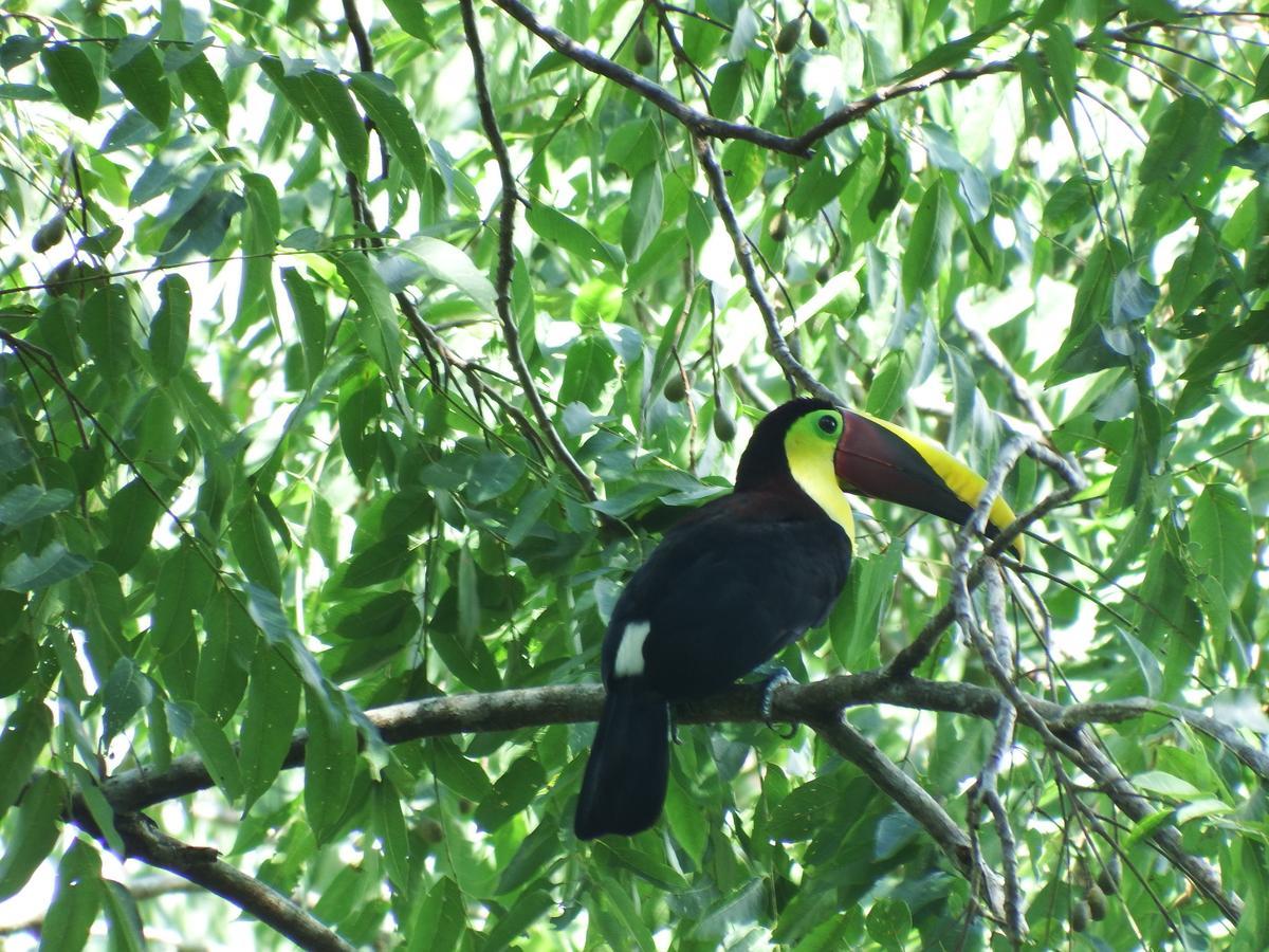 Selva Color - Forest & Beach Ecolodge Quebrada Ganado Экстерьер фото