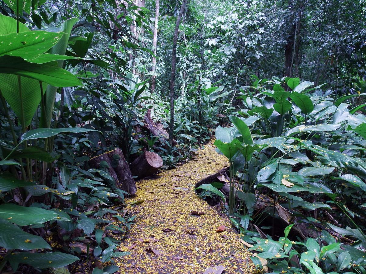 Selva Color - Forest & Beach Ecolodge Quebrada Ganado Экстерьер фото