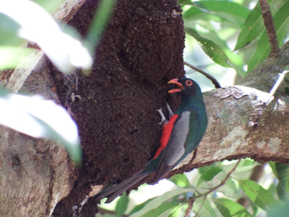 Selva Color - Forest & Beach Ecolodge Quebrada Ganado Экстерьер фото